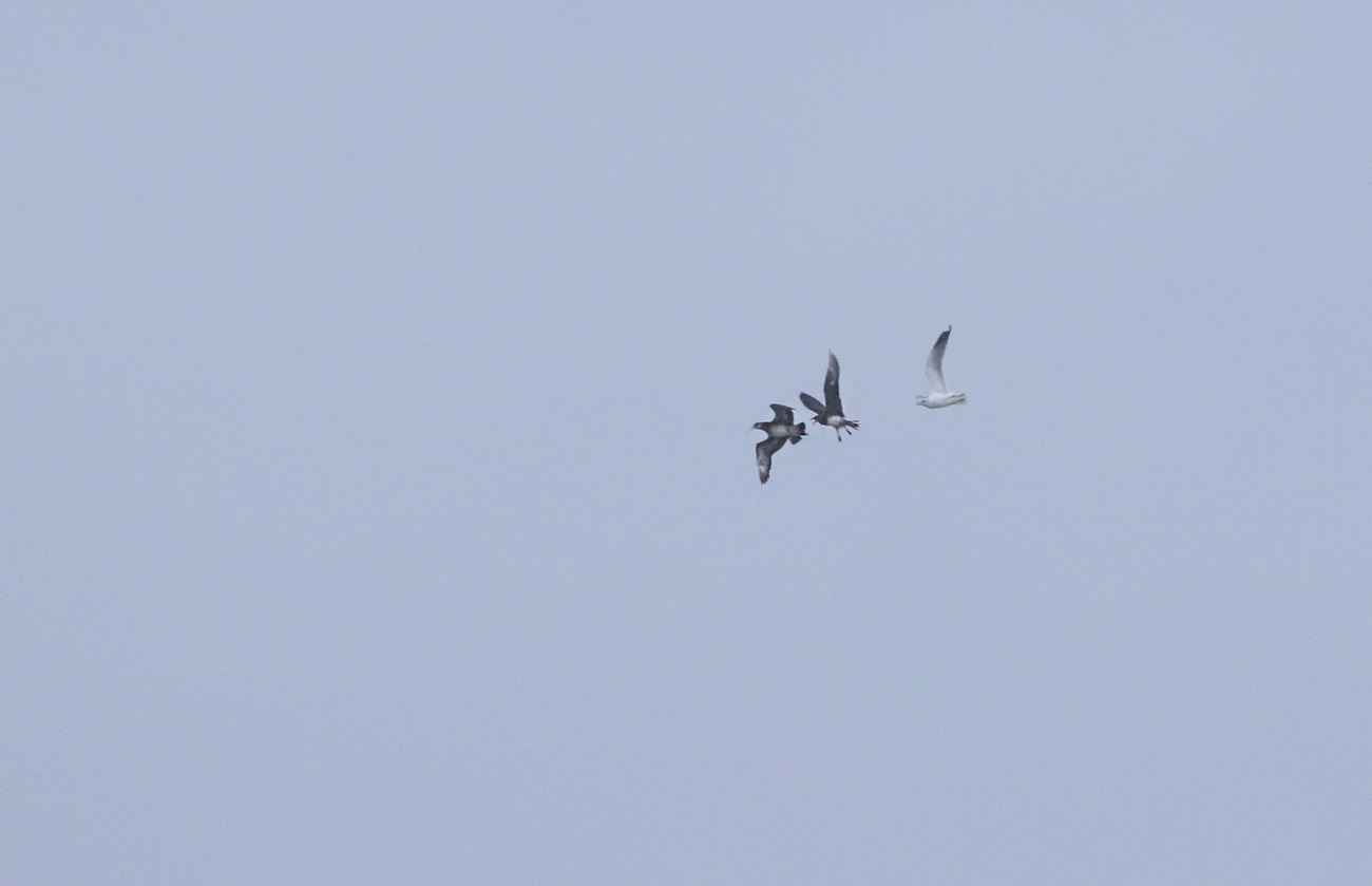 Parasitic Jaeger